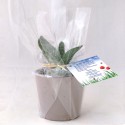 Mini plante dépolluante avec pot en céramique Aigny Palmier