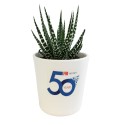 Mini plante dépolluante avec pot en céramique Aigny Palmier
