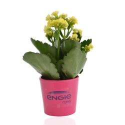 Mini plante dépolluante avec pot en céramique Aigny
